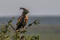 019 Masai Mara, afrikaanse zwarte kuifarend